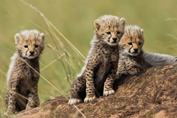 cheetah cub fur vs hair