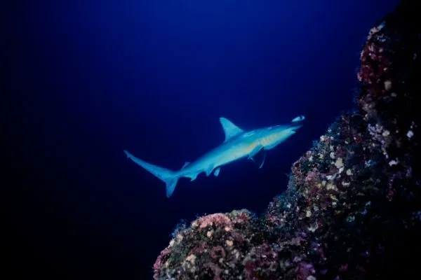 scalloped hammerhead shark