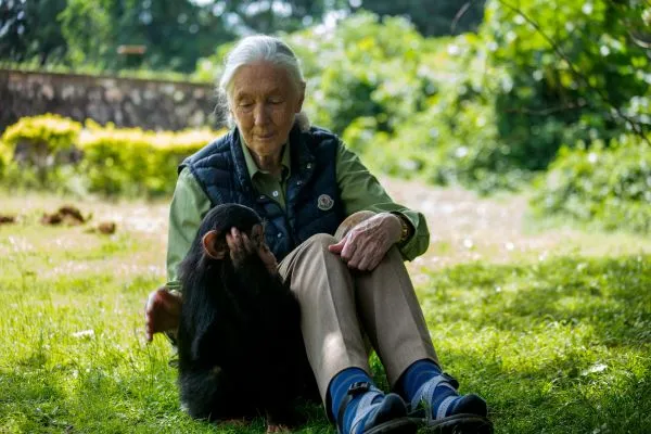 Jane Goodall with a chimpanzee