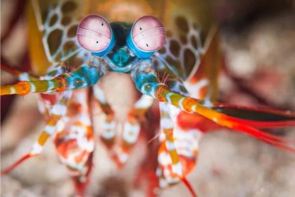 mantis shrimp eye