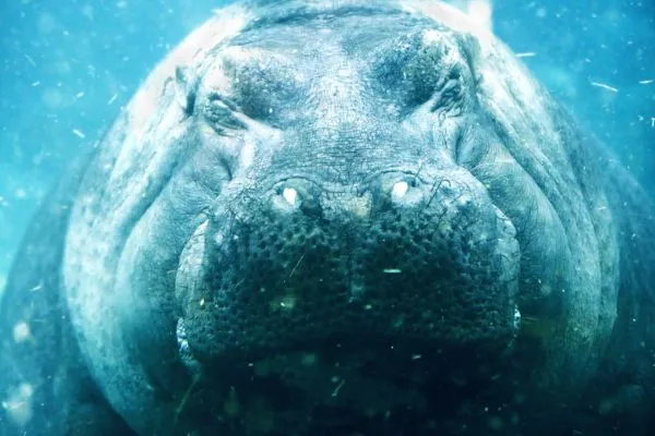 how long can hippos hold their breath