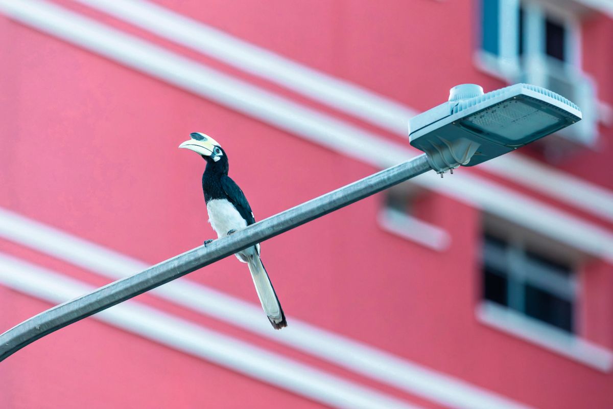 Meet the strange-looking bird making a spectacular recovery amid the skyscrapers of Singapore