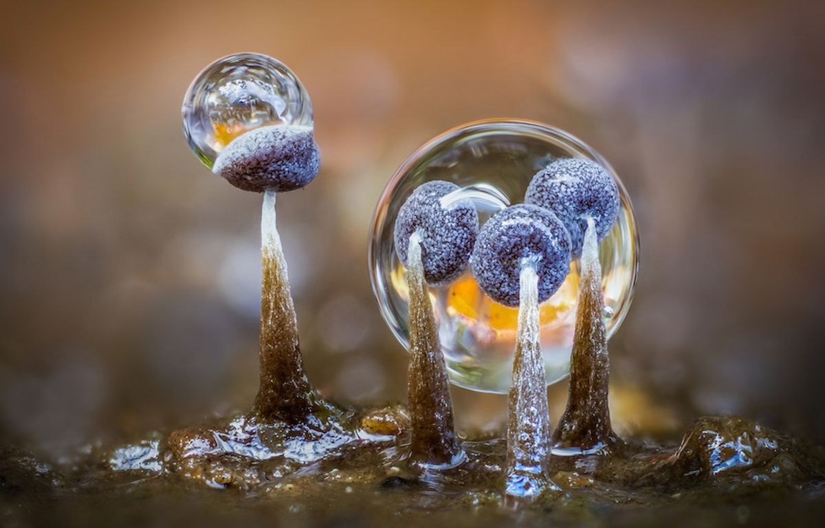 Fantastical image of slime mould encased in a raindrop among winners in close-up photography challenge