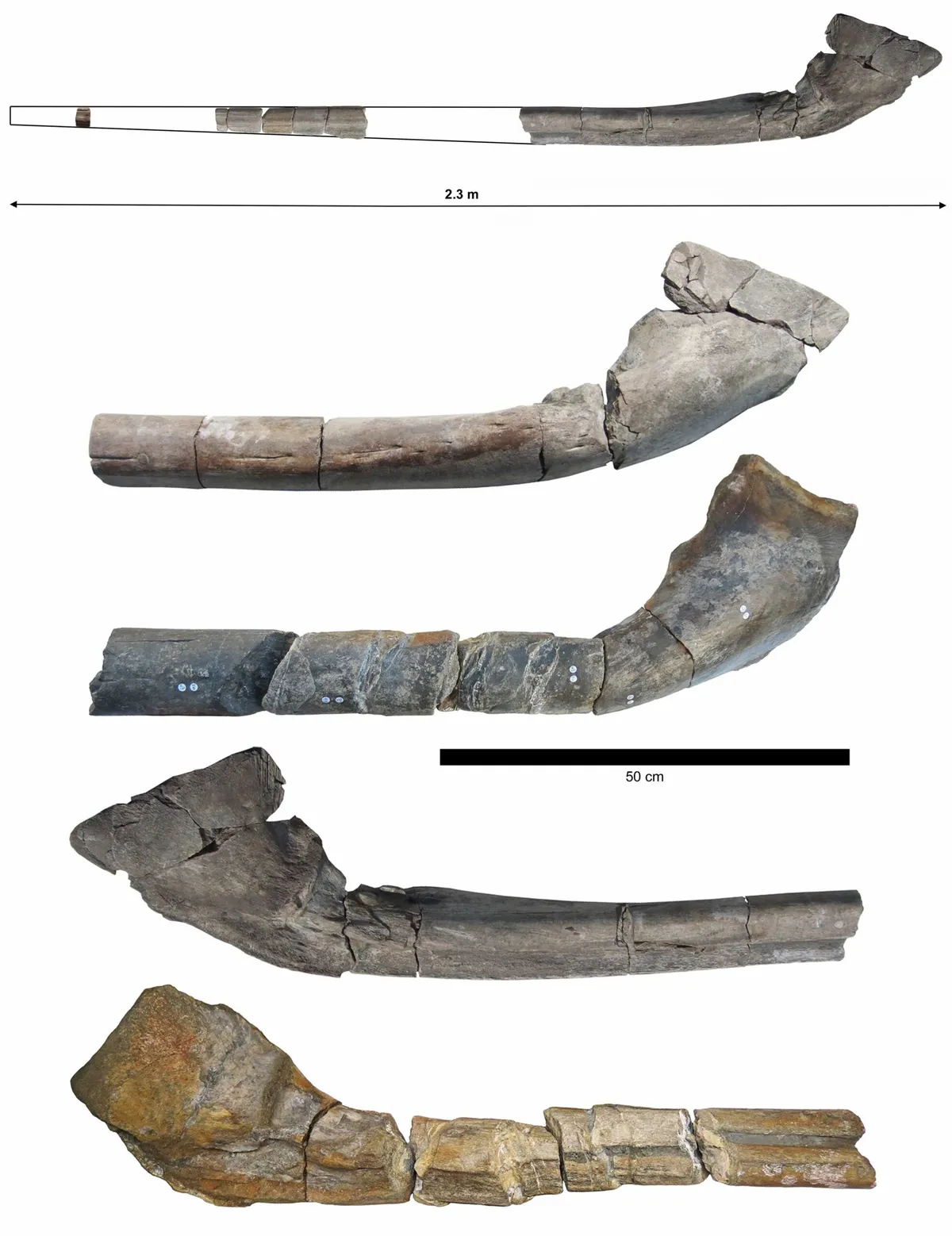 Comparison of Ichthyotitan severnensis specimens
