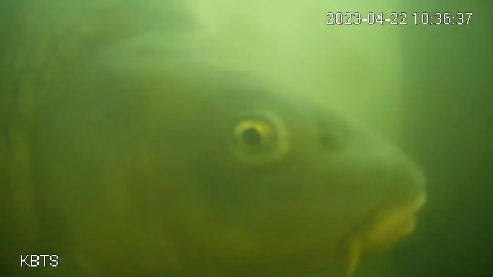 Fish Doorbell