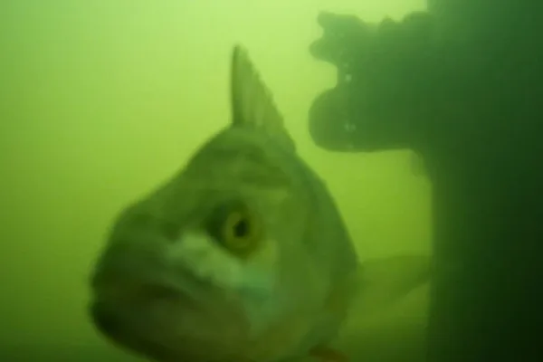 Buging Fish