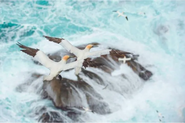 Shetland wildlife gannets