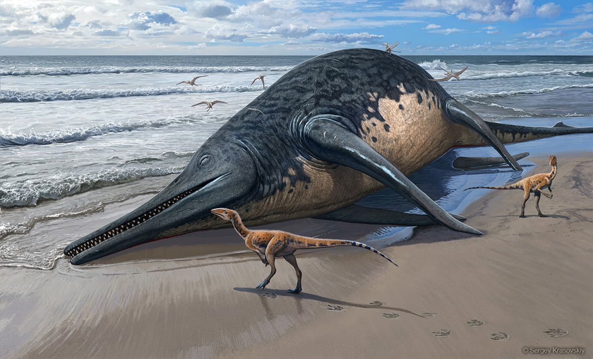 Giant prehistoric ichthyosaur found in UK might be largest marine reptile ever, say scientists