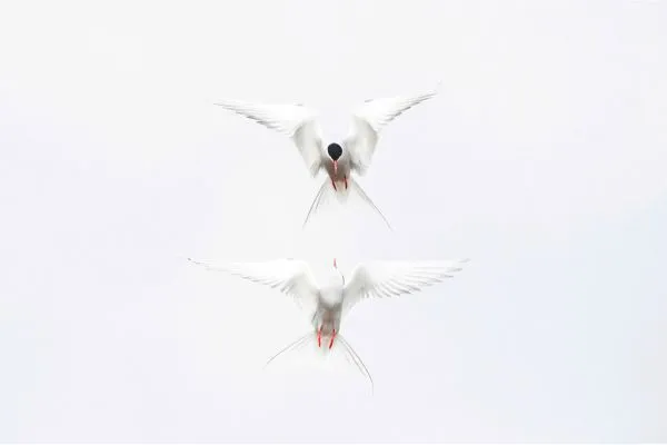 Shetland wildlife arctic tern
