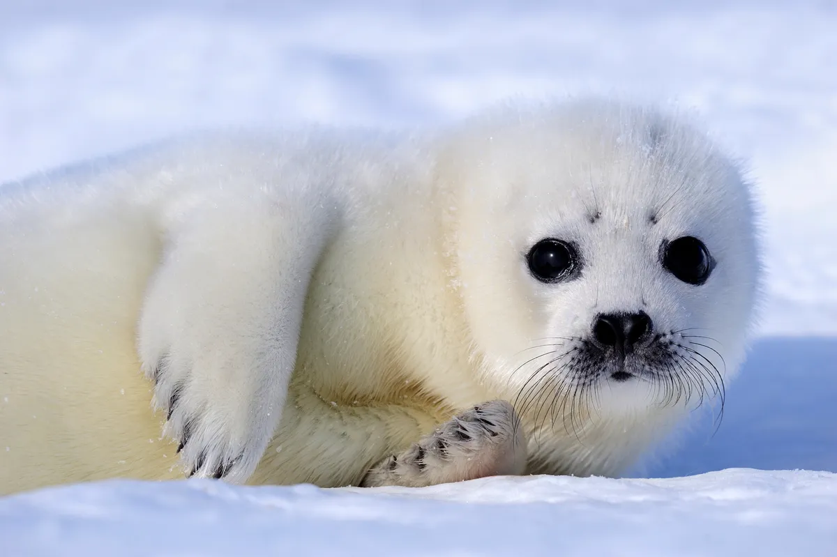 Harp seal in snow