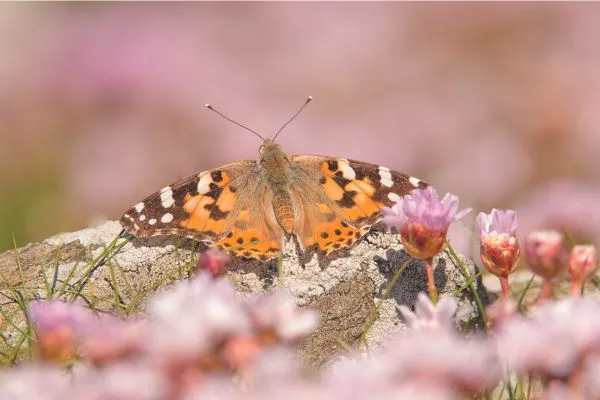 Shetland wildlife lady admirial butterfly
