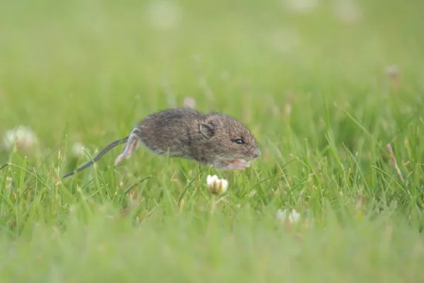Shetland wildlife wood mouse