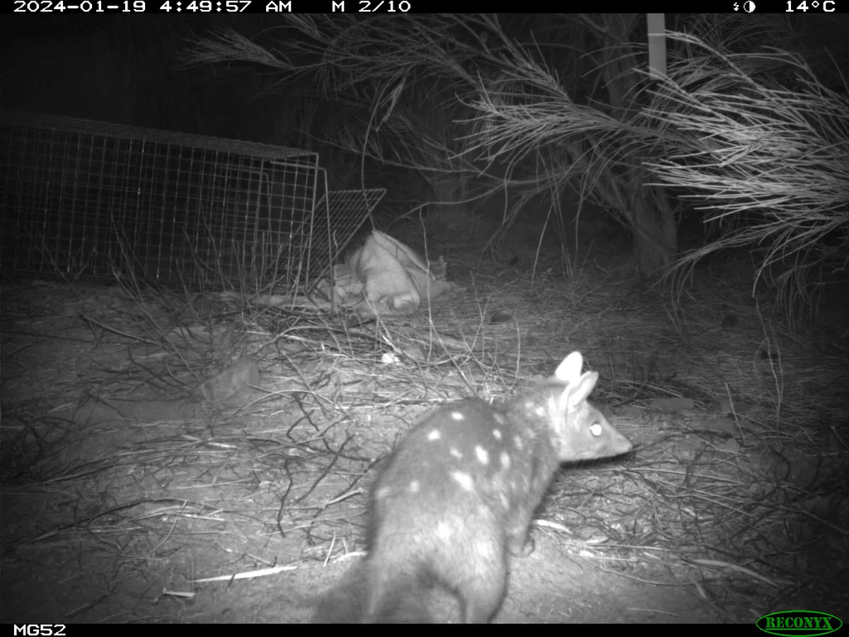 Western quoll at Mt Gibson Wildlife Sanctuary