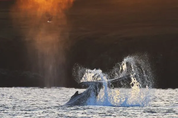 Shetland wildlife humpback whales