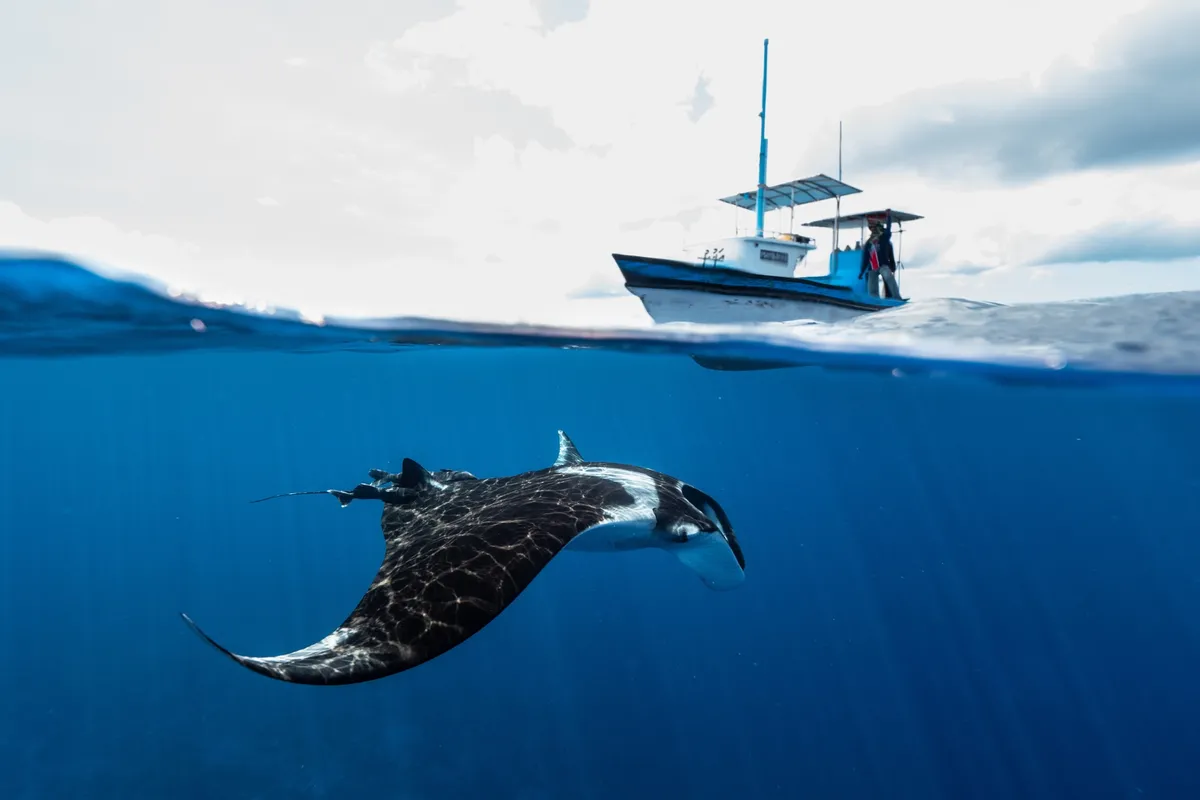Oceanic manta ray in Maldives