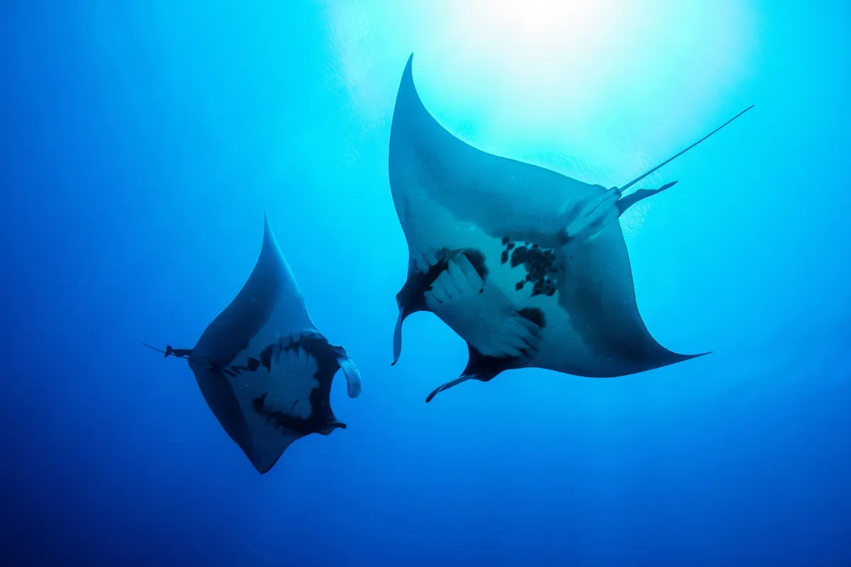 Oceanic manta rays in Maldives
