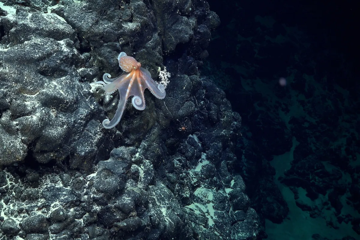 Octopus moving along underwater mountain off the coast of Chile