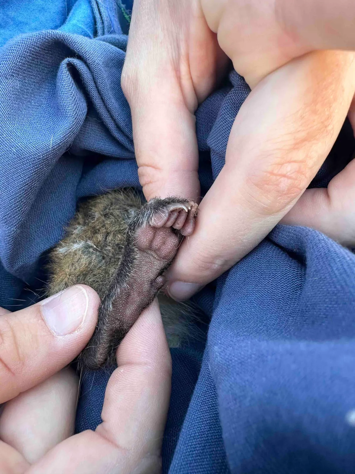 The foot of Oreo one of the first independent Western Quolls born at Mt Gibson Wildlife Sanctuary