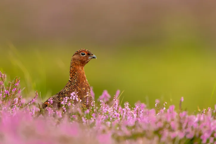 Red grouse male
