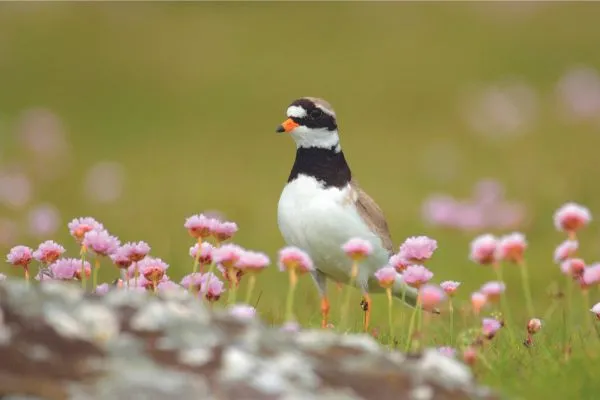 Shetland wildlife ringed plover