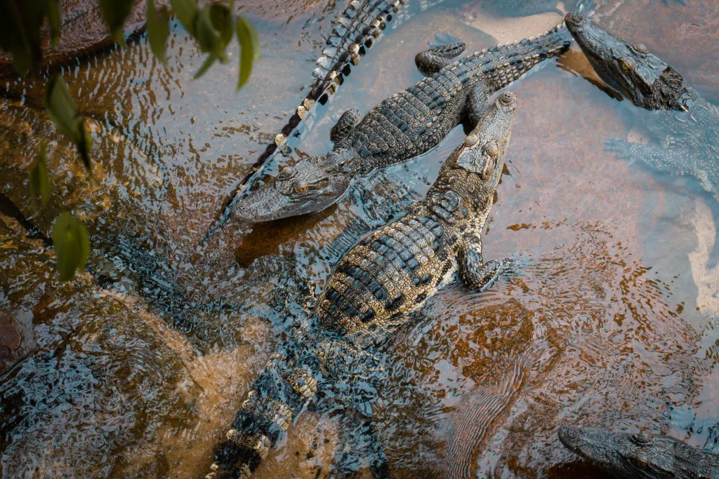 Juvenile Siamese crocodiles