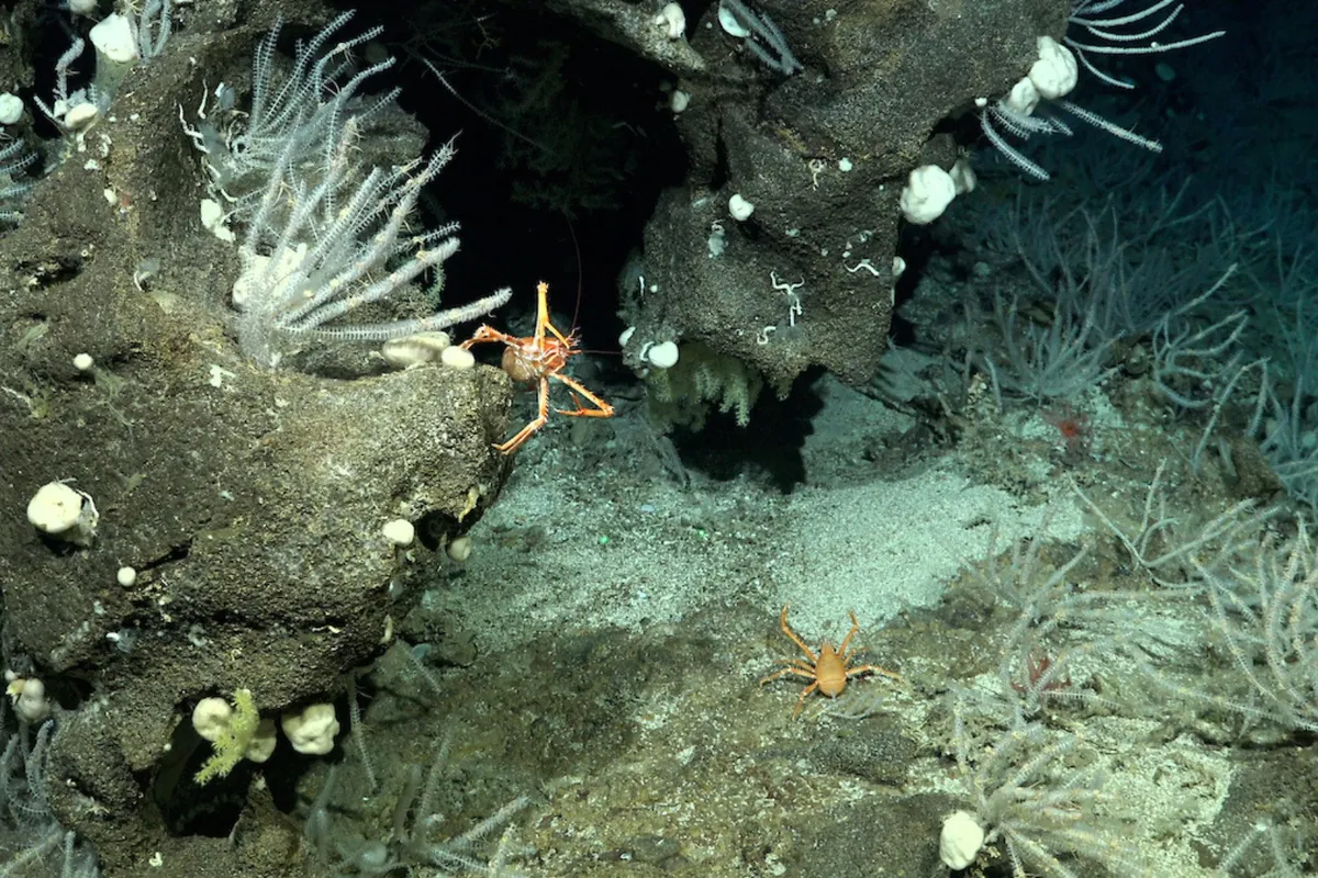 Squat lobster in a coral garden on the southwestern flank of Rapa Nui