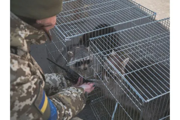 Saving Ukraine wildlife - border guards with raccoons