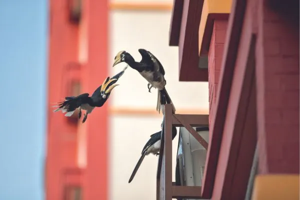 Hornbills in Singapore