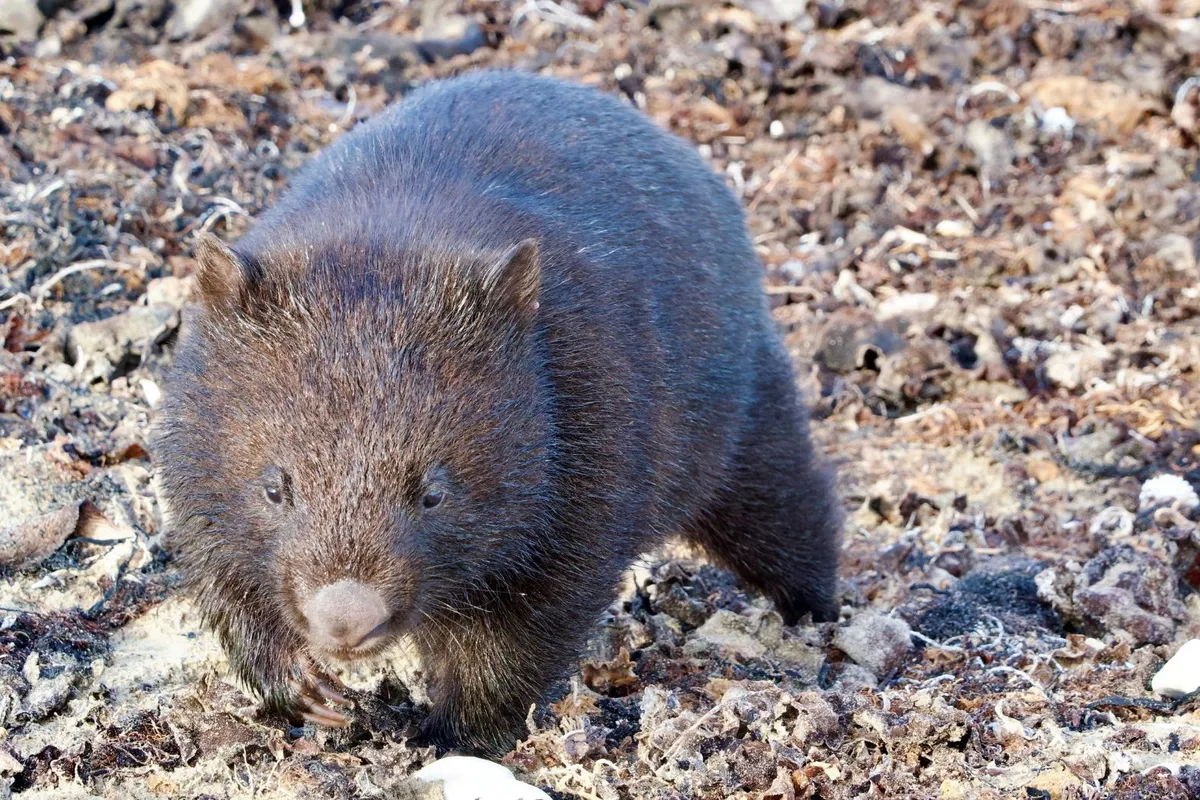 wombat foraging on a beach in Tasmania