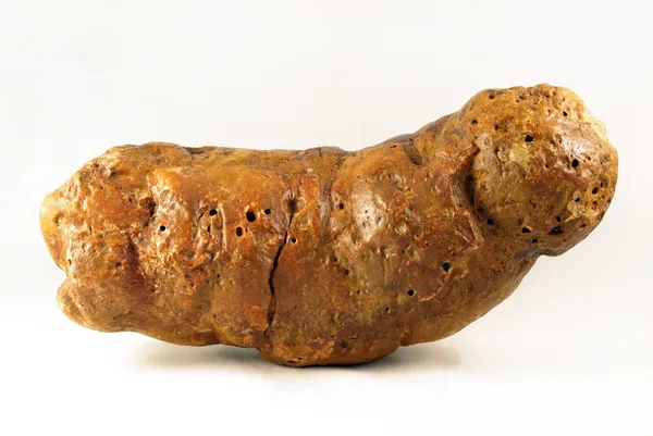 Dinosaur poop museum opens in Arizona - Discover Wildlife