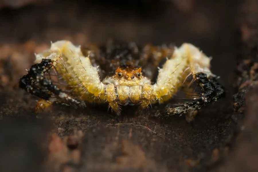 Arachnophobes look away now as here are the weirdest spiders in the ...