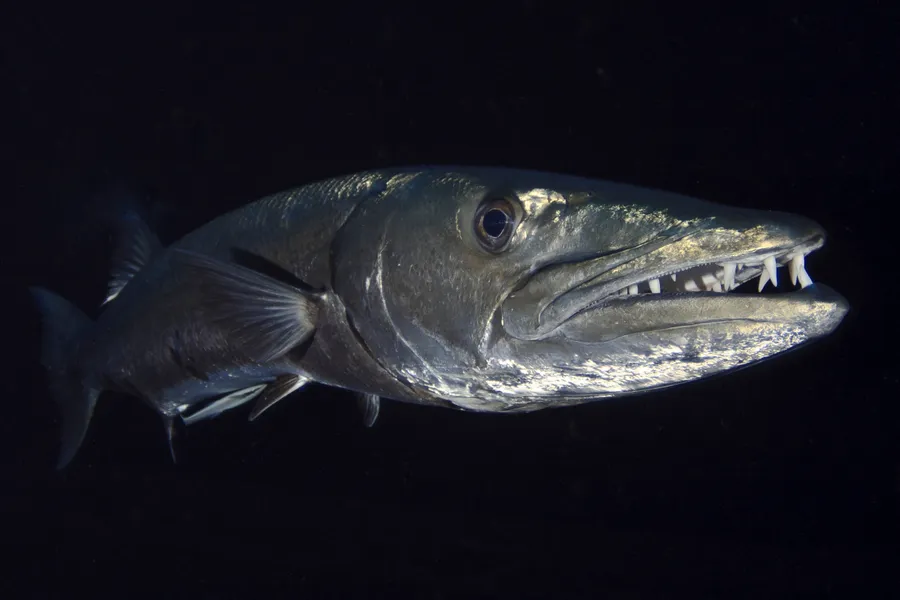 Weaponized Fish Meet nature's sharpest shooter, the archerfish