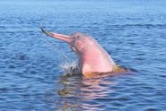 A River Dolphin A River Dolphin