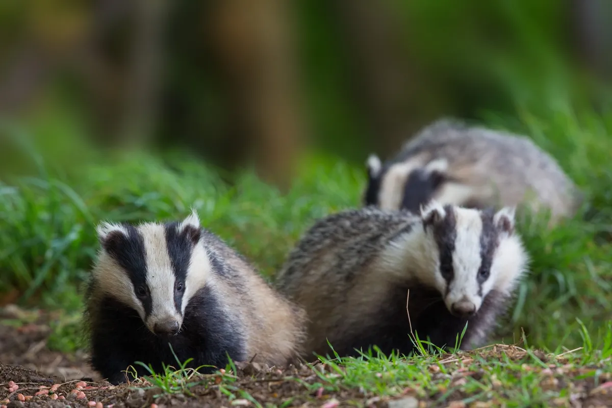 The UK has killed 230,000 badgers in the past decade. Here's why the ...