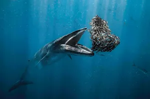 Rafael Fernández Caballero, Ocean Photographer of the Year Rafael Fernández Caballero