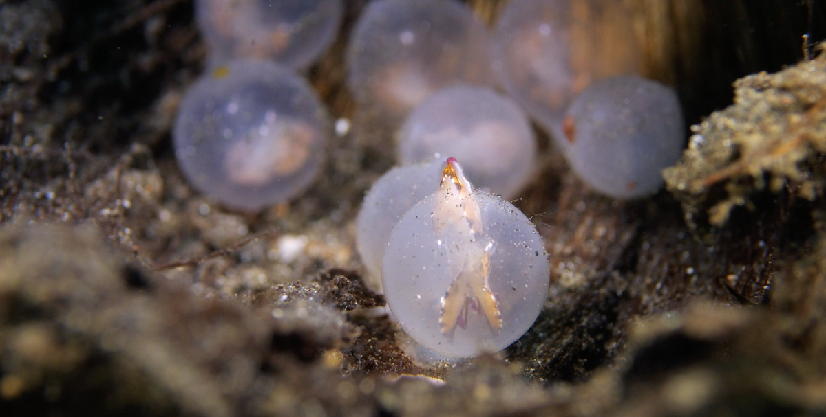 Watch incredible footage of a tiny flamboyant cuttlefish hatching from ...