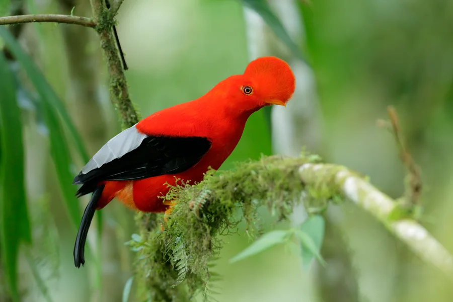 It's called WHAT? 10 hilariously ‘rude’ animal names – just try saying ...