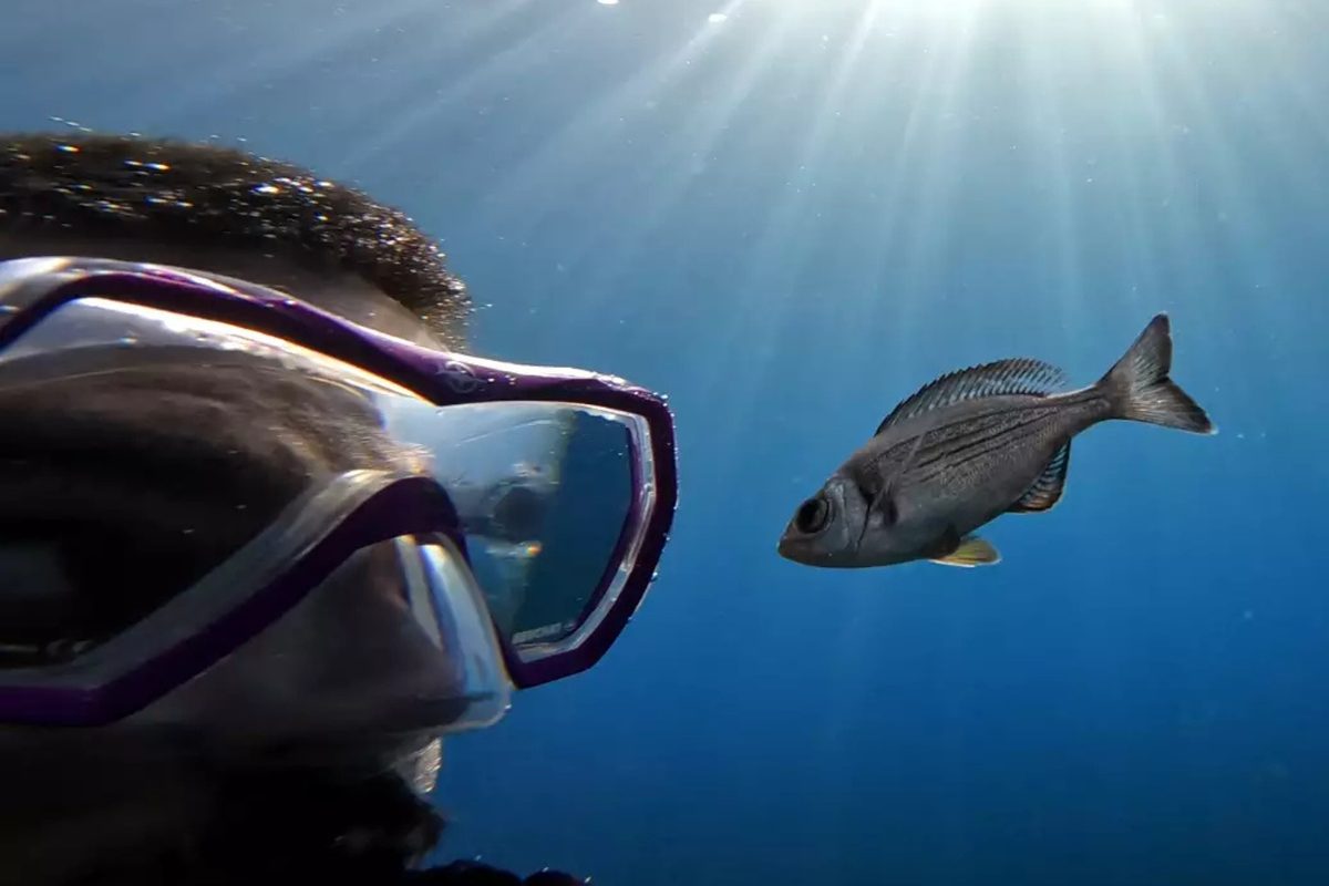 Straring Fish These divers spent 12 days carrying bags of shrimp and staring at fish ...