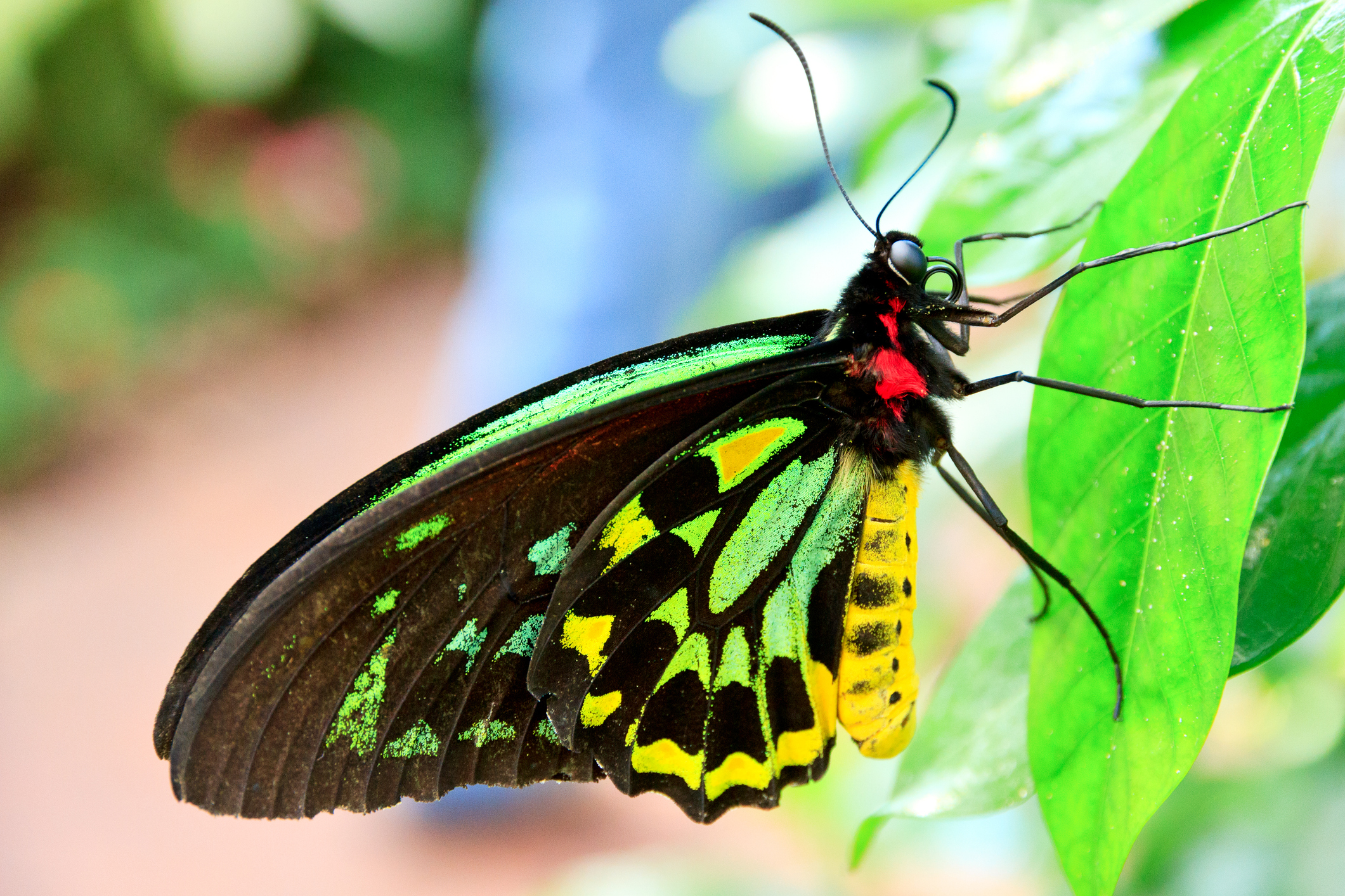 Queen Alexandra Birdwing Butterfly Life Cycle Queen Alexandra's