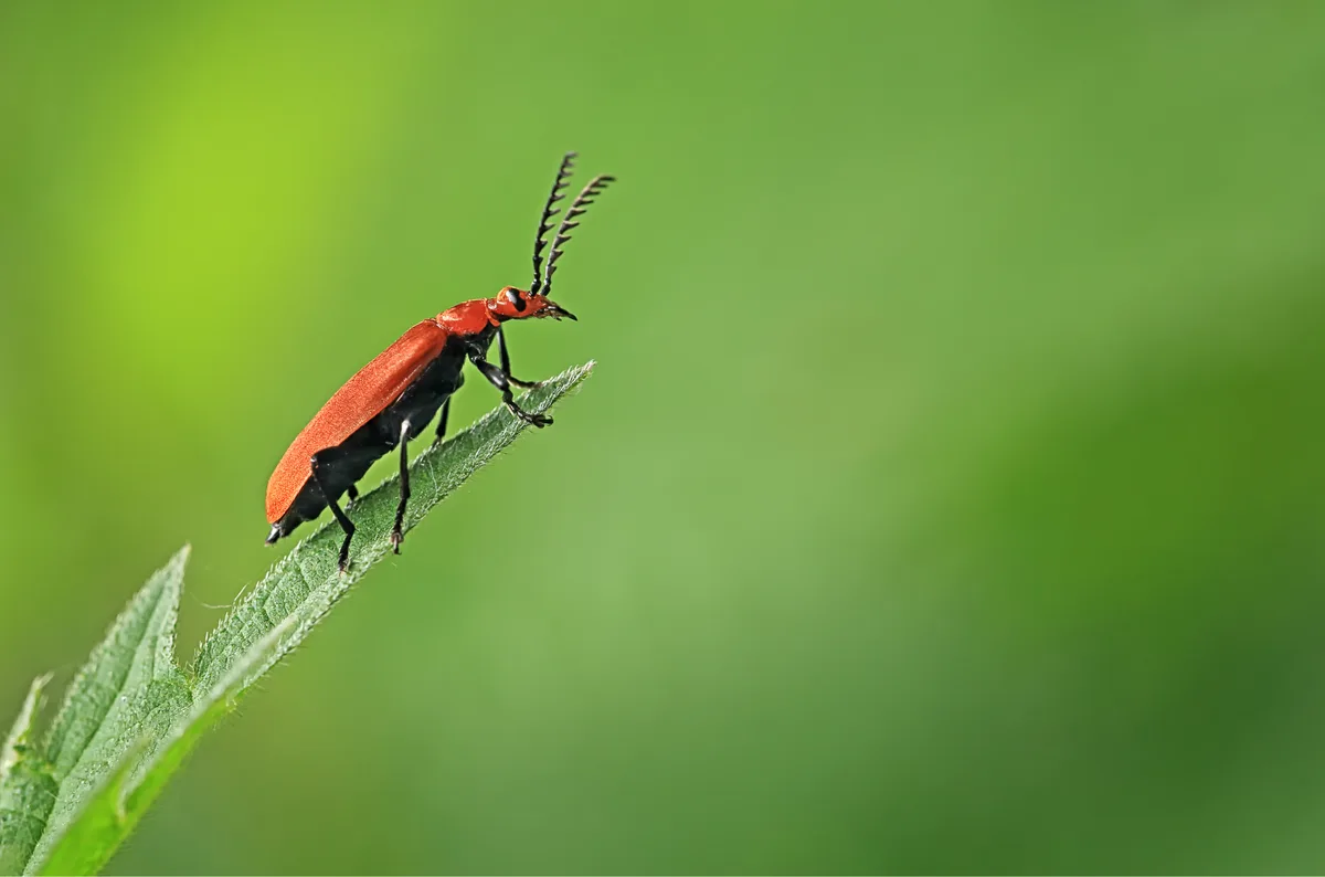 If all Earth's insects suddenly disappeared, here's what would happen ...