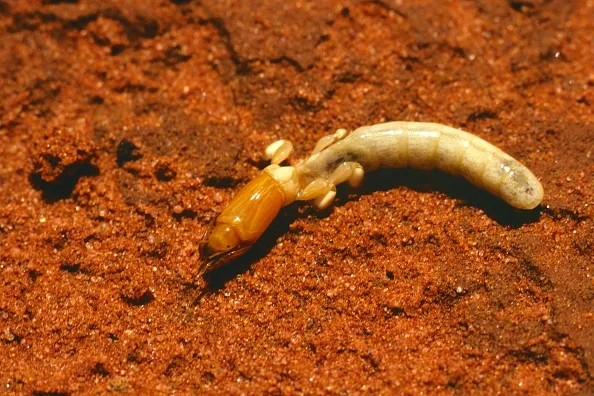 This bizarre Australian bug looks ‘like a chipolata sausage’, has ...