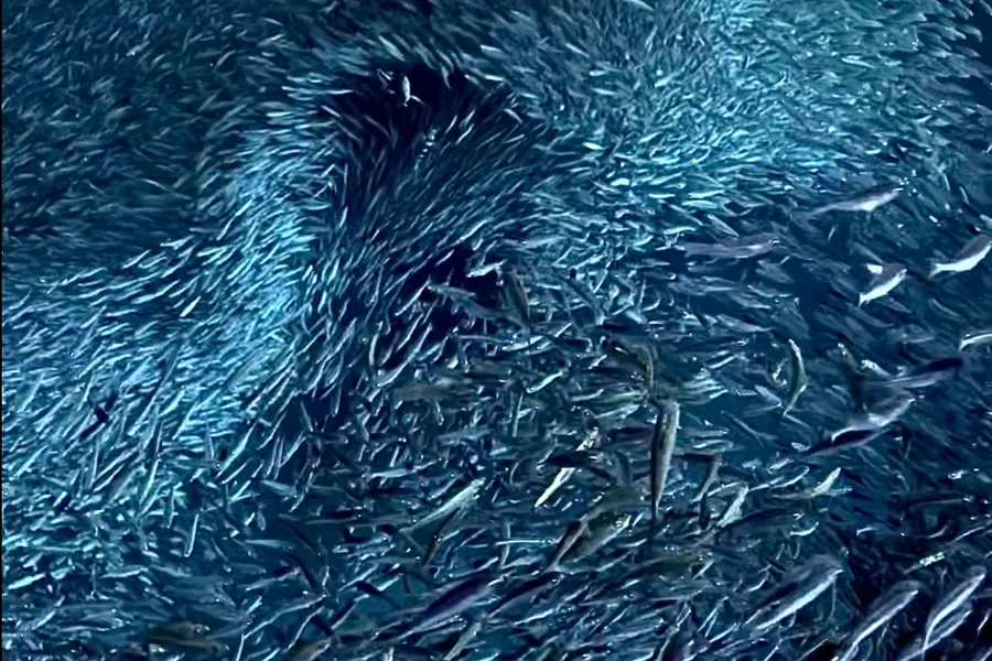 Fish Fllms Ocean photographer films