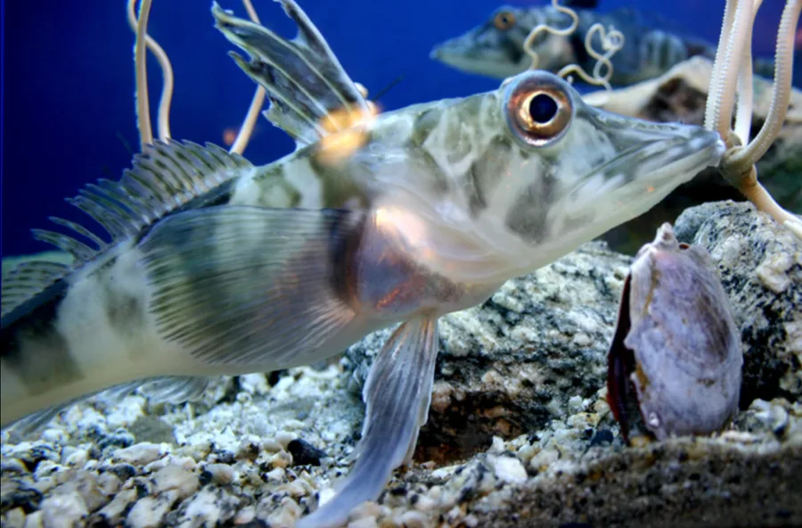 Not Normal Fish This bizarre fish has no red blood — just antifreeze. Could it help ...