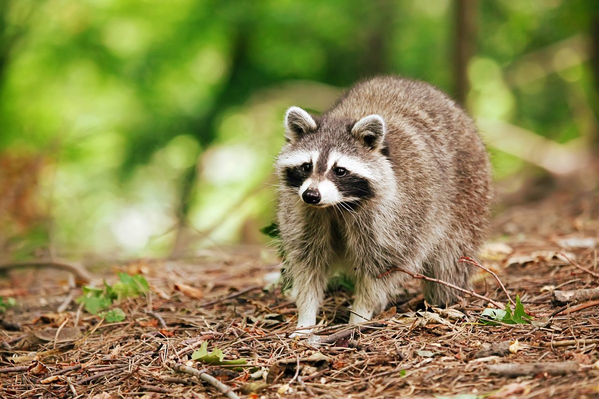 Invasive Raccoons Raccoons among invasive species that could threaten British wildlife in ...