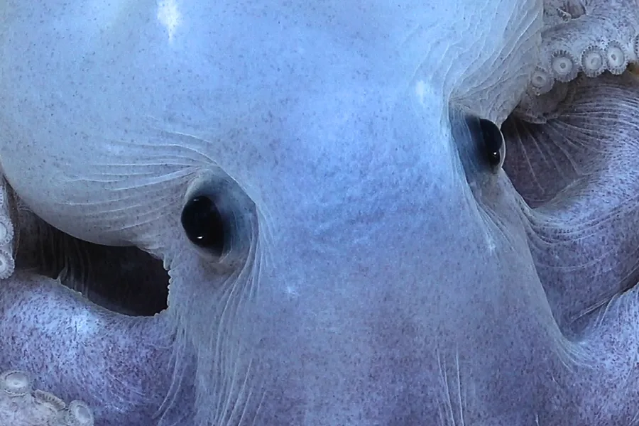 Mysterious ‘ghost’ animal filmed 4,443m deep in Pacific abyss ...