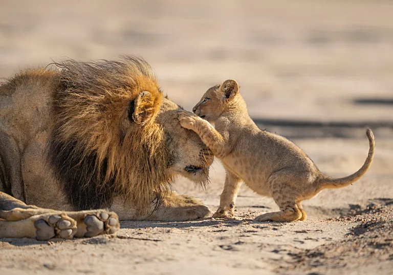 David Attenborough at 100: All the TV shows celebrating the legendary ...