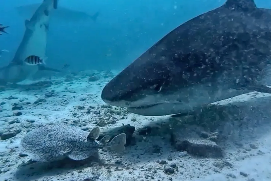 When this tiger shark bumped into a ray, something truly shocking ...