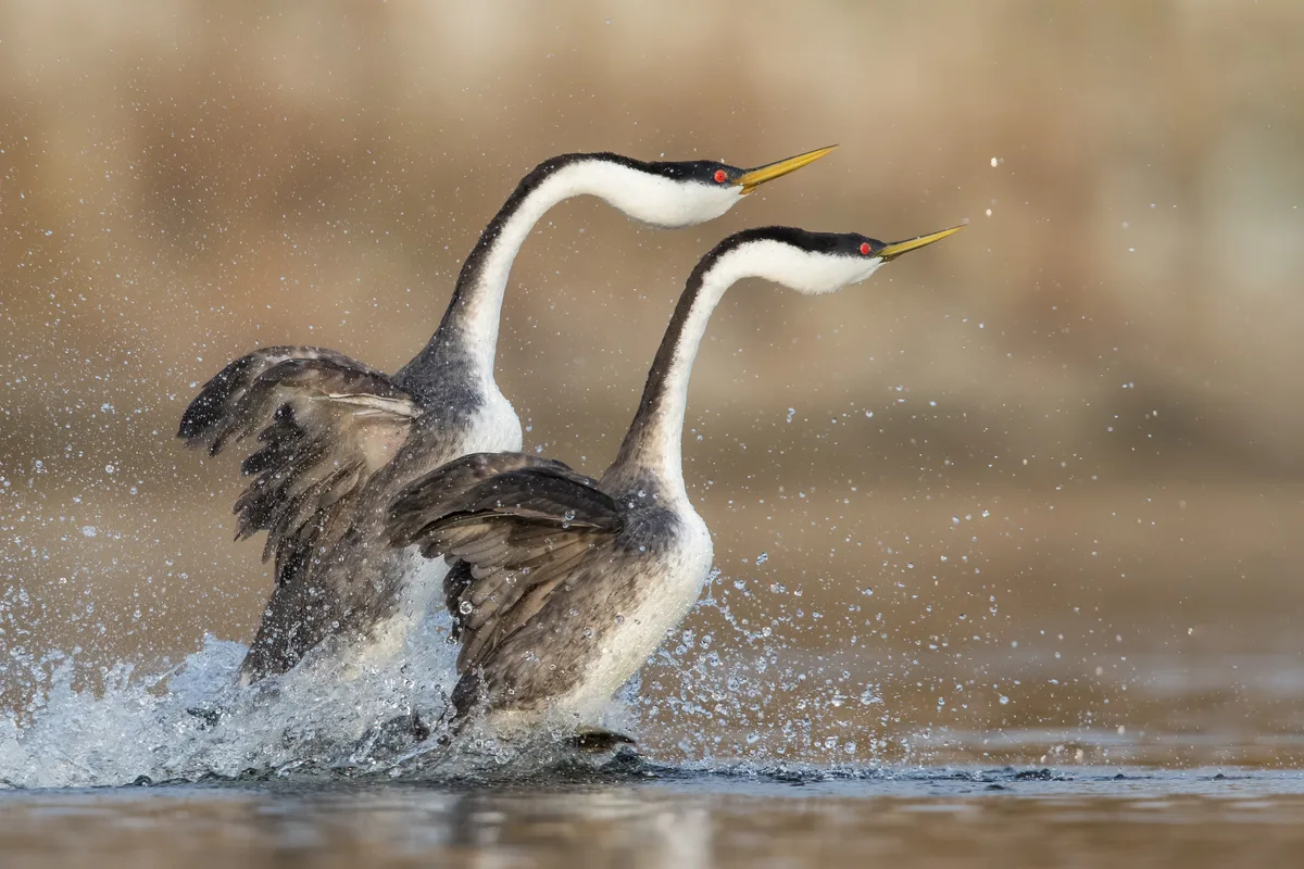 Spring Water Animals 5 incredible animals that are able to walk on water: Meet the ...