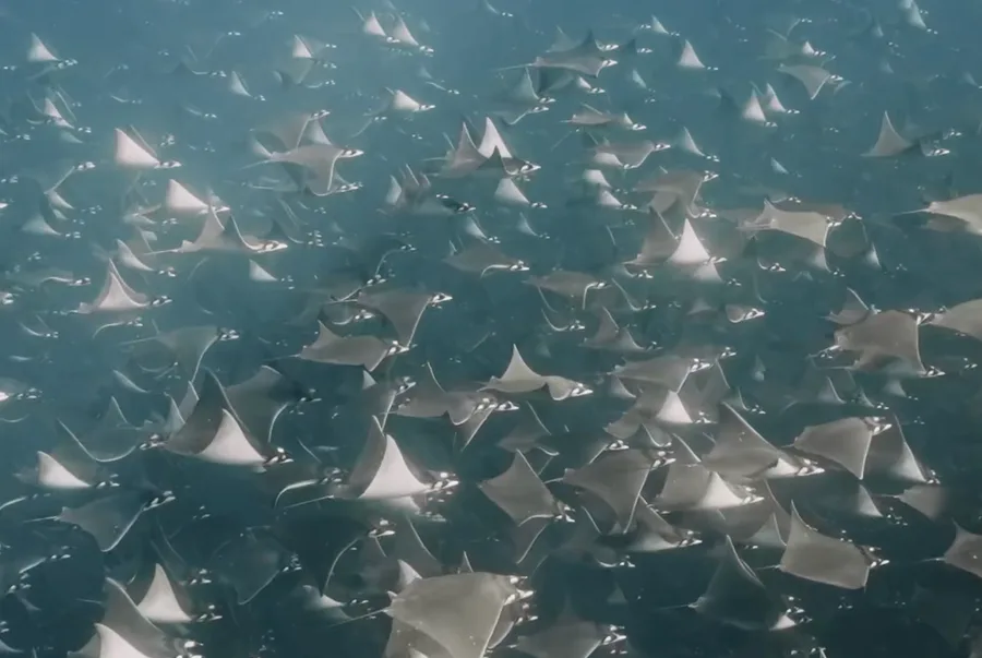 Diamond Shape Rays