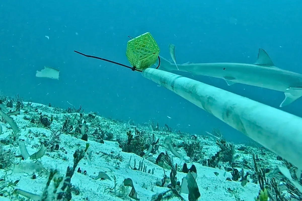 Slite Fish Baited cameras capture slit-eyed creature in middle of Indian Ocean. It ...
